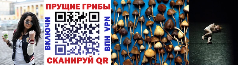 Купить  Анжеро-Судженск  Псилоцибиновые грибы GOLDEN TEACHER 